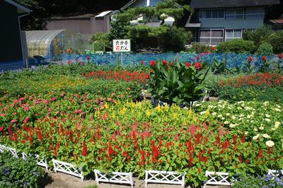 小山　孝子さんの花壇