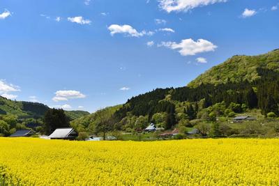 下内野集落　菜の花と山