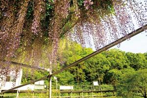 駅前広場の藤棚も見所の一つ。6月には薄紫色の藤の花が満開に