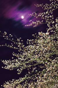 満開の桜に癒やされ62年　夜はライトアップも