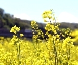 なの花