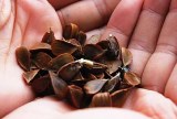 三角すいの形のブナの種子。高カロリーで山の動物たちの大好物