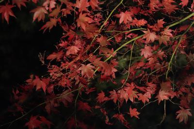 釣山公園紅葉